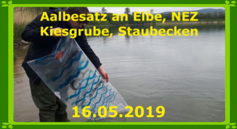 Angelverein Stadt Pirna e.V. Staubecken Elbe bei Pirna NEZ